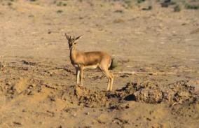 Thar Desert and Camel Safari